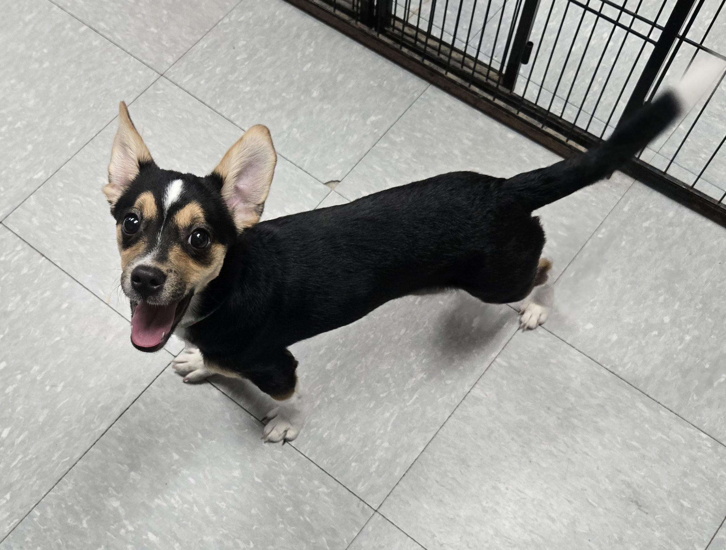 Waffles, a Adopted mixed breed in Keokuk, IA image 4/6