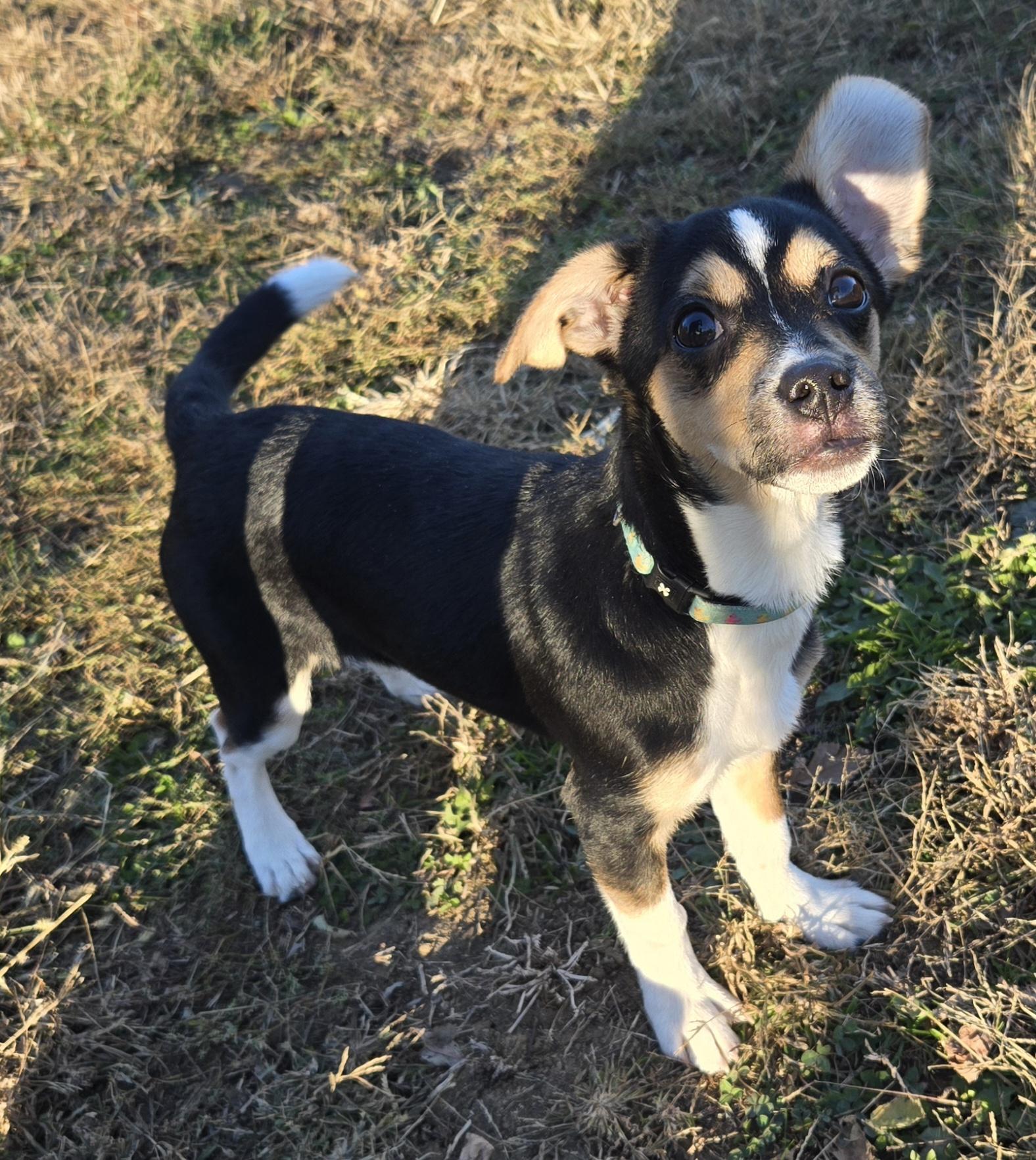 Waffles, a Adopted mixed breed in Keokuk, IA image 5/6