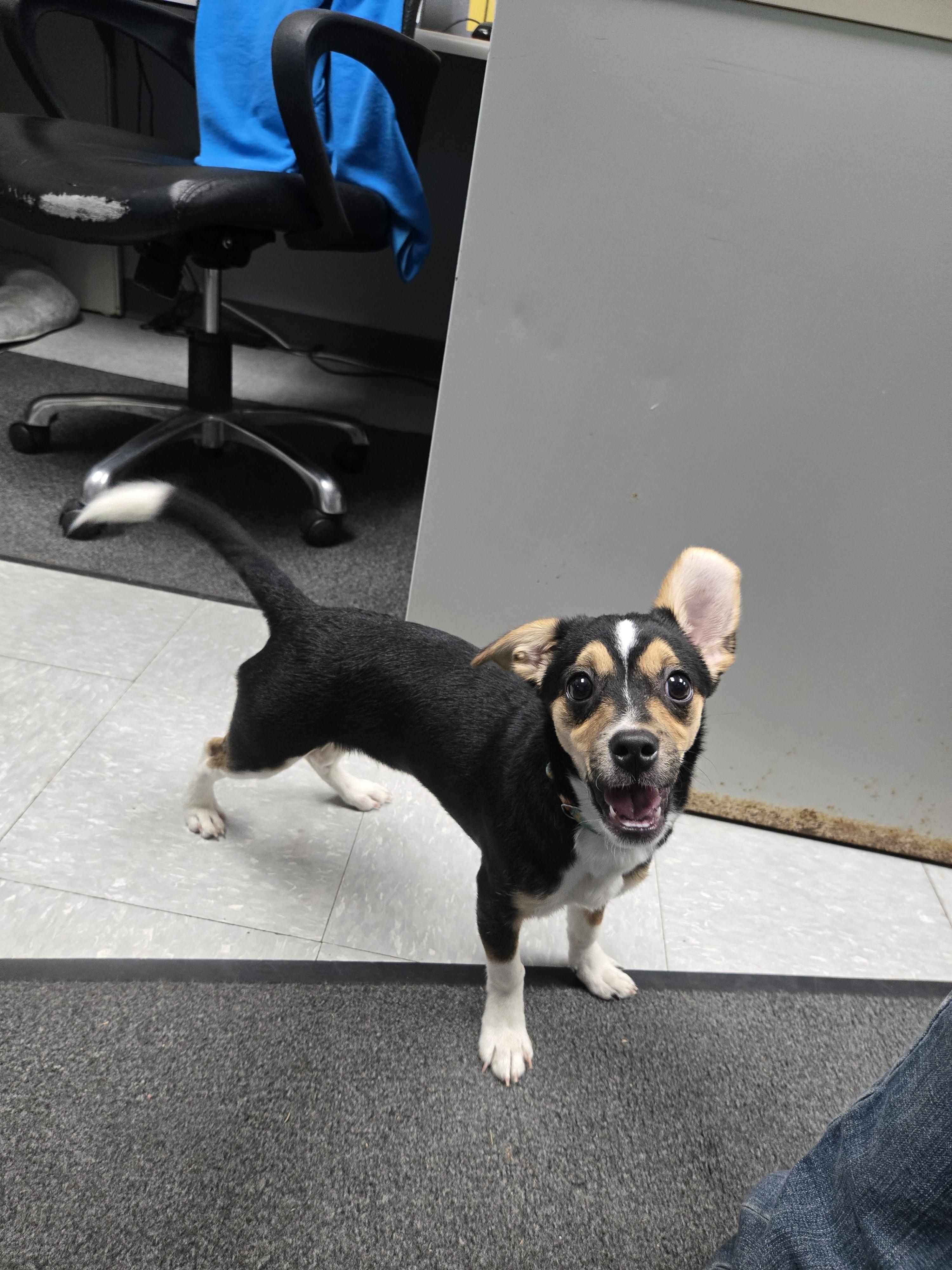 Waffles, a Adopted mixed breed in Keokuk, IA image 6/6