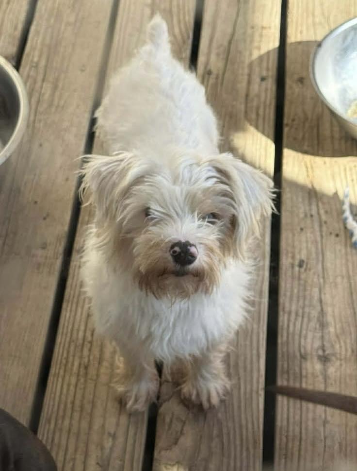 Enlarge Mable, a ADOPTABLE mixed breed in Blue Springs, MO image 1/1