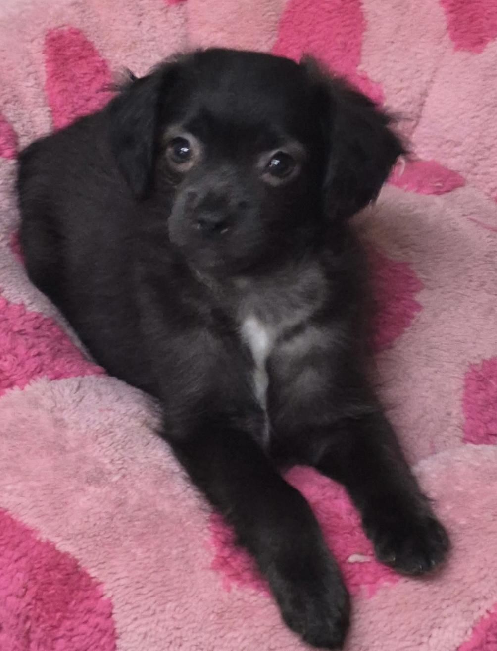 Enlarge Poppy, a ADOPTABLE mixed breed in Los Angeles, CA image 2/2