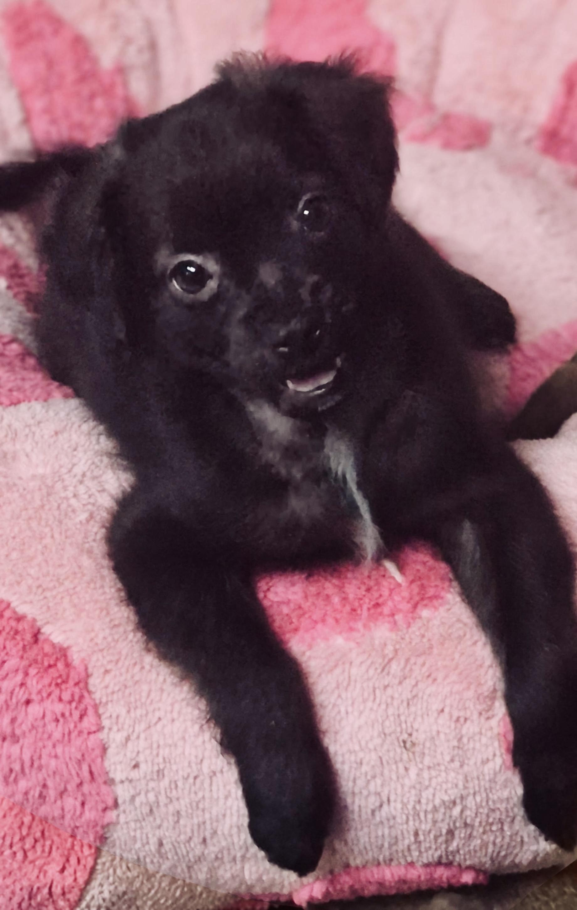 Poppy, ADOPTABLE, Puppy Male Spaniel & Chihuahua.
