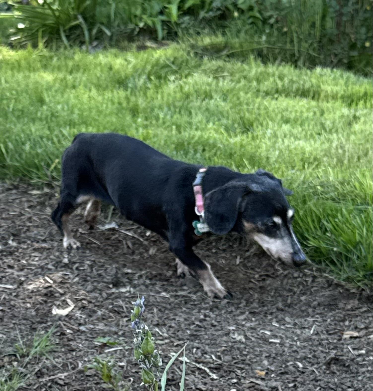 Mia, an adopted Dachshund in Portland, OR image 3/6