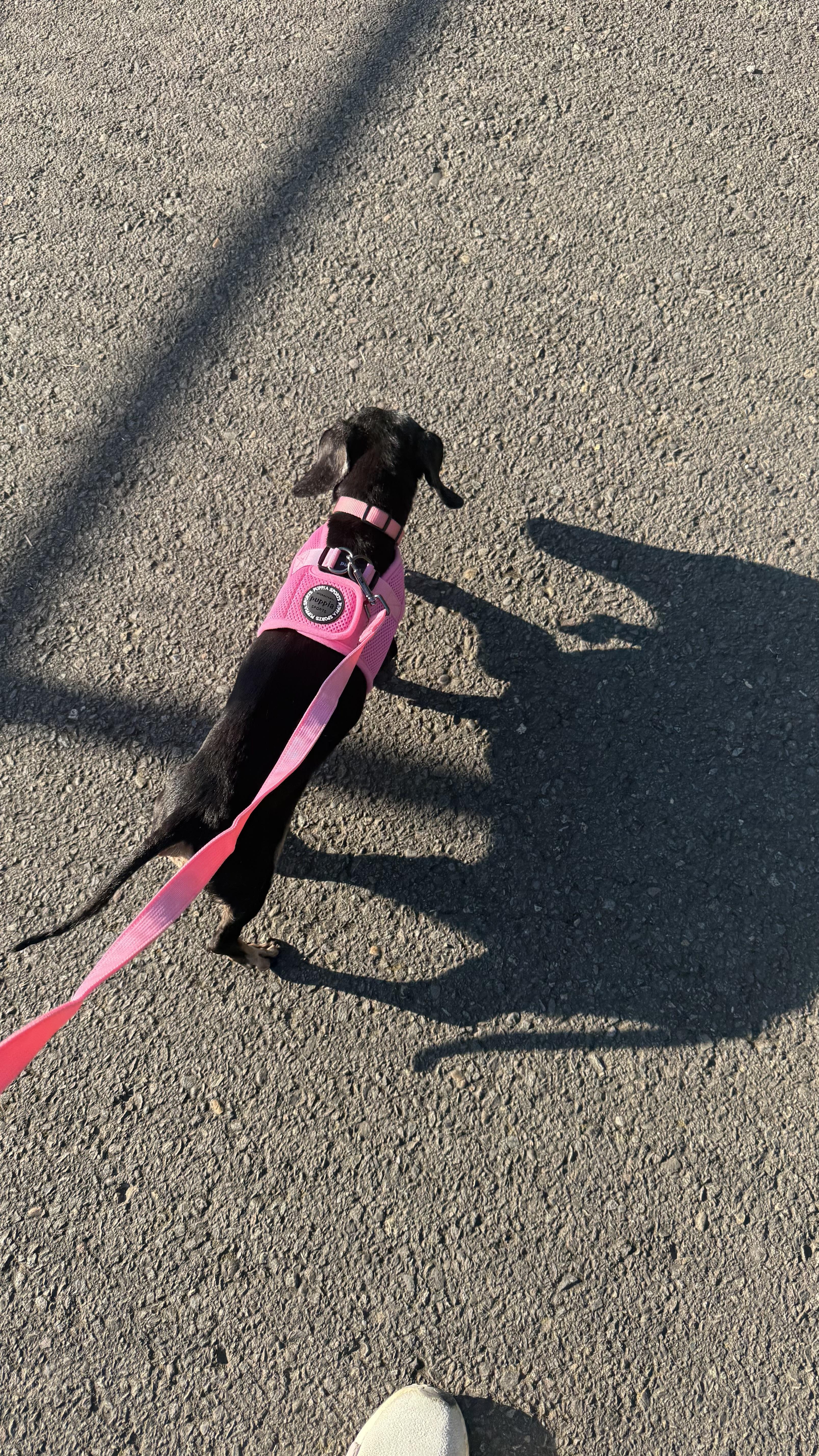 Mia, an adopted Dachshund in Portland, OR image 6/6