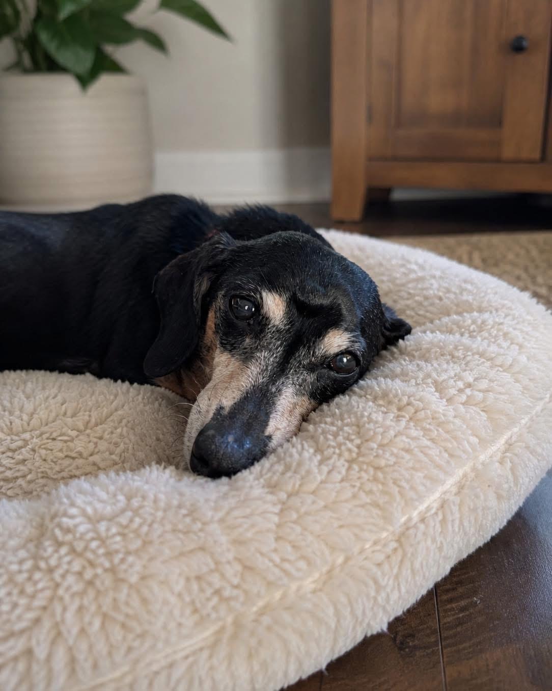 Mia, adopted, Senior Female Dachshund.