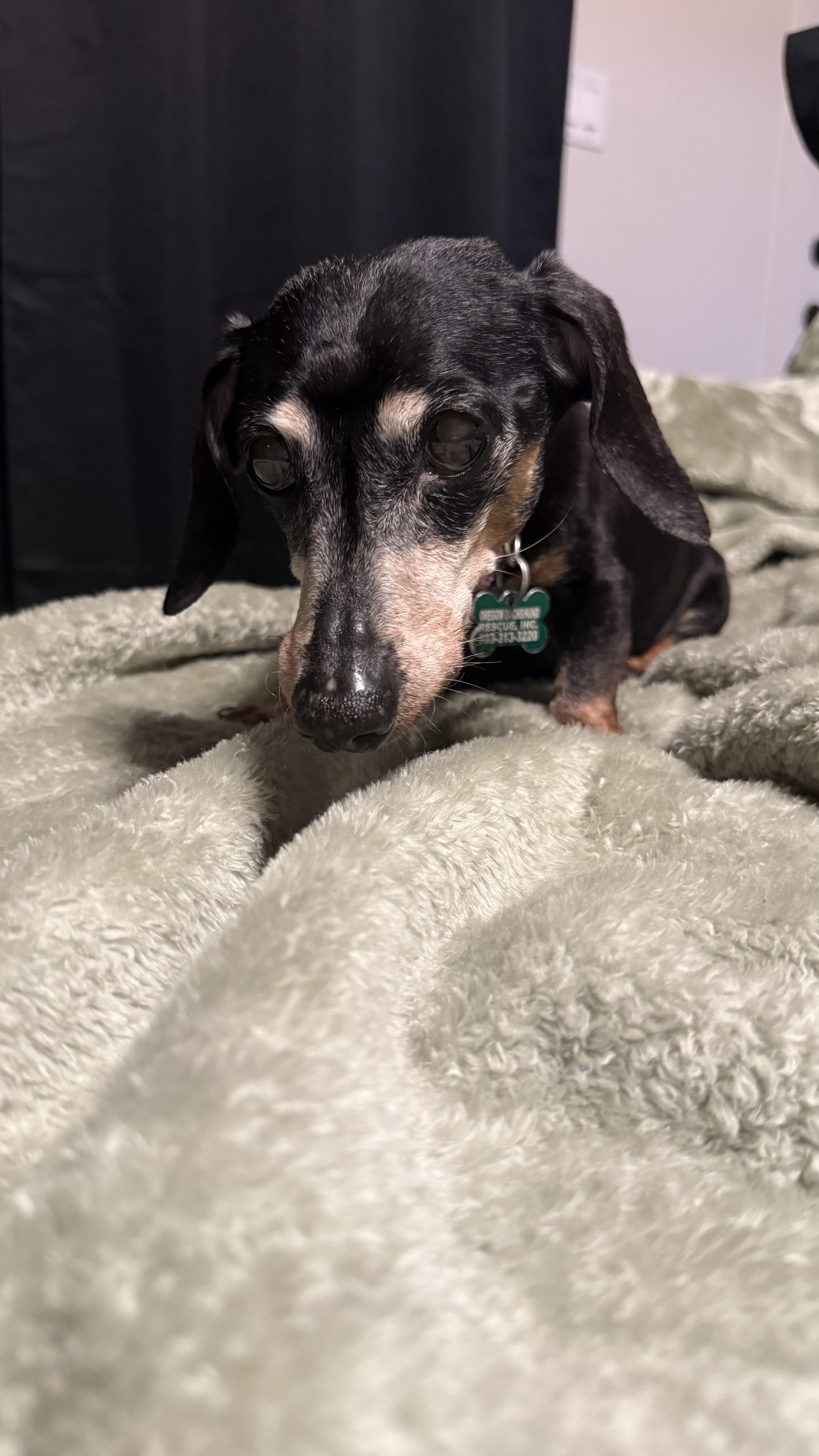Mia, an adopted Dachshund in Portland, OR image 5/6