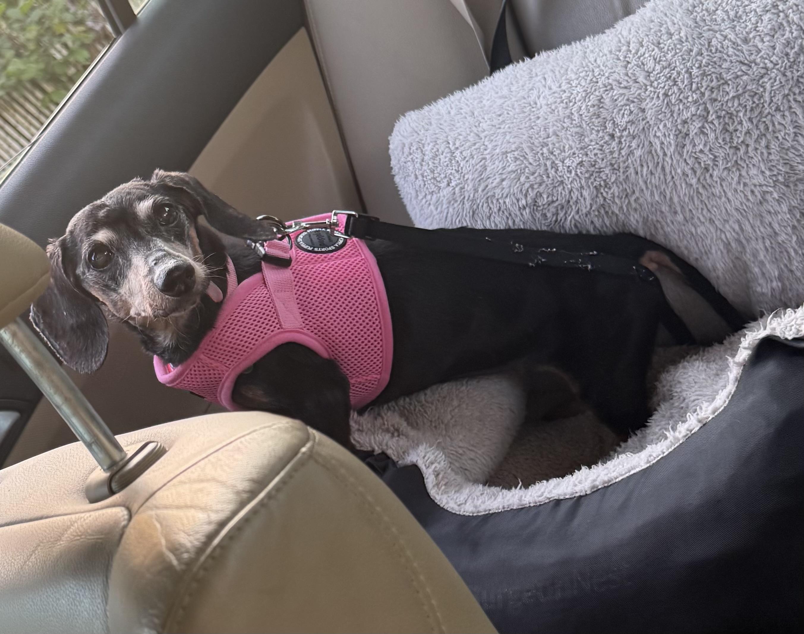 Mia, an adopted Dachshund in Portland, OR image 4/6