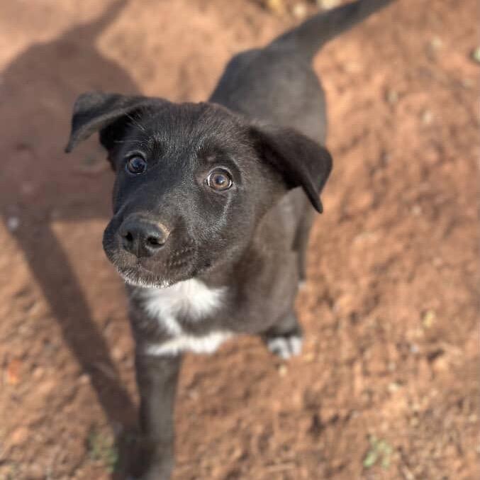 Enlarge Coquito, a Adoptable Black Labrador Retriever in Tipton, IA image 1/4