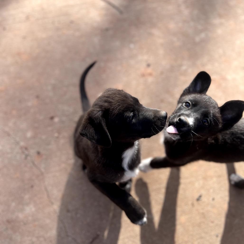 Enlarge Coquito, a Adoptable Black Labrador Retriever in Tipton, IA image 3/4