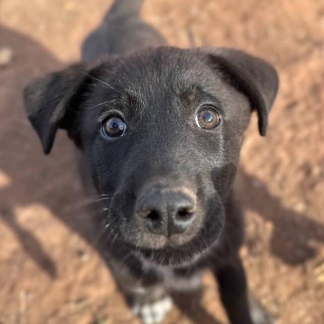 Enlarge Coquito, a Adoptable Black Labrador Retriever in Tipton, IA image 4/4