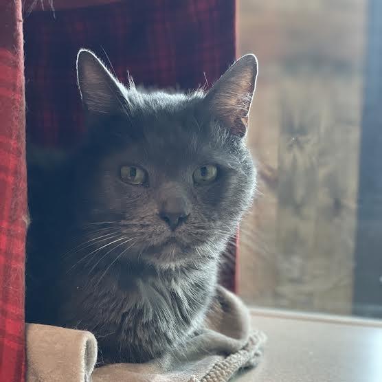 Enlarge Grey Boy, a Adoptable Domestic Short Hair in Hailey, ID image 1/6