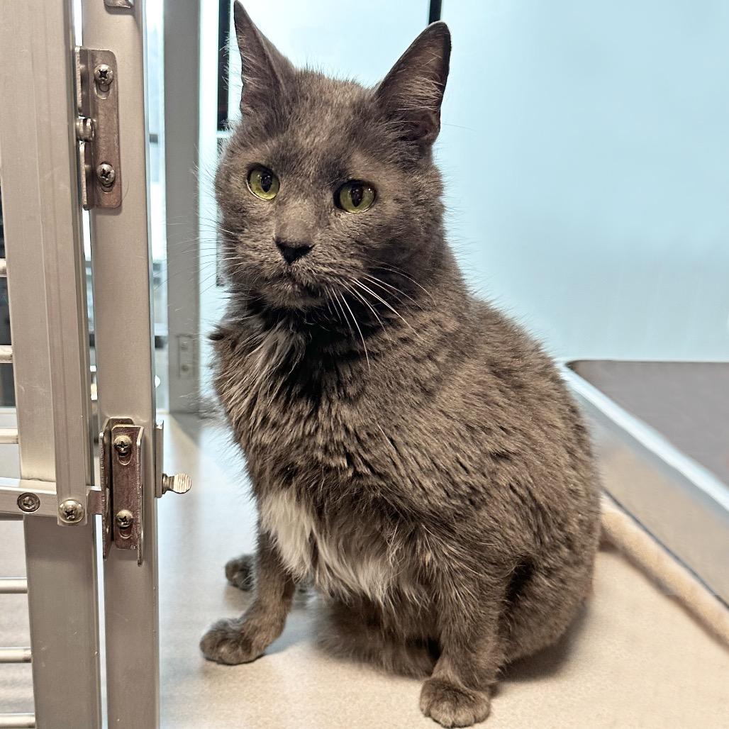 Enlarge Grey Boy, a Adoptable Domestic Short Hair in Hailey, ID image 2/6