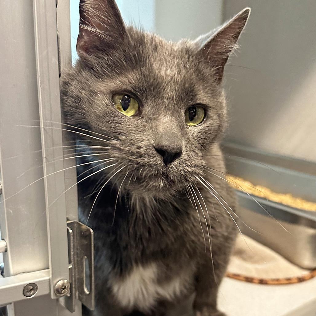 Enlarge Grey Boy, a Adoptable Domestic Short Hair in Hailey, ID image 3/6