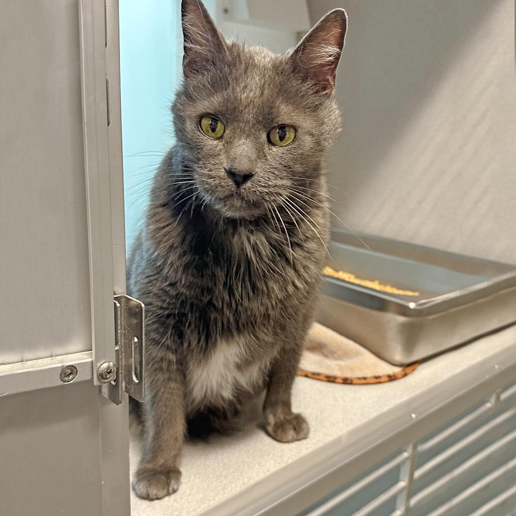 Enlarge Grey Boy, a Adoptable Domestic Short Hair in Hailey, ID image 4/6