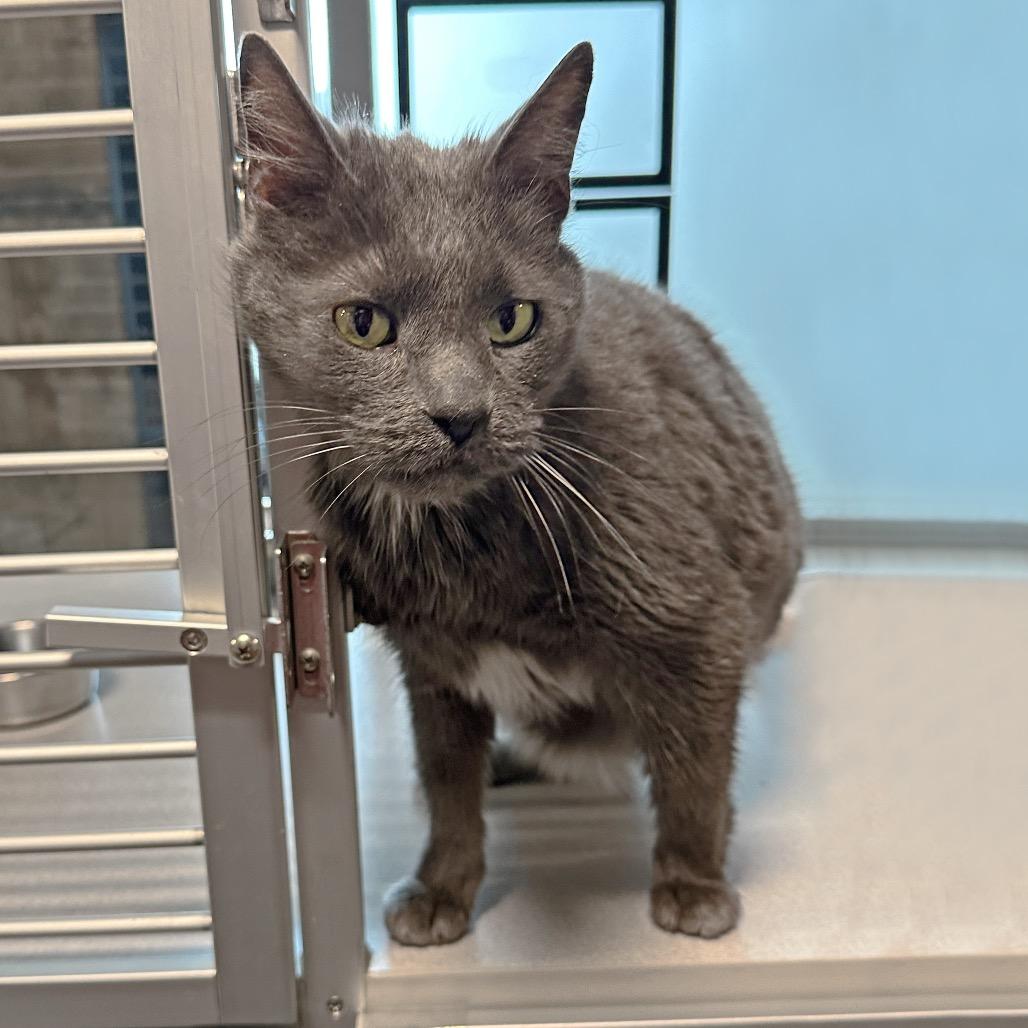 Enlarge Grey Boy, a Adoptable Domestic Short Hair in Hailey, ID image 5/6