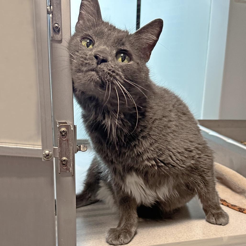 Enlarge Grey Boy, a Adoptable Domestic Short Hair in Hailey, ID image 6/6