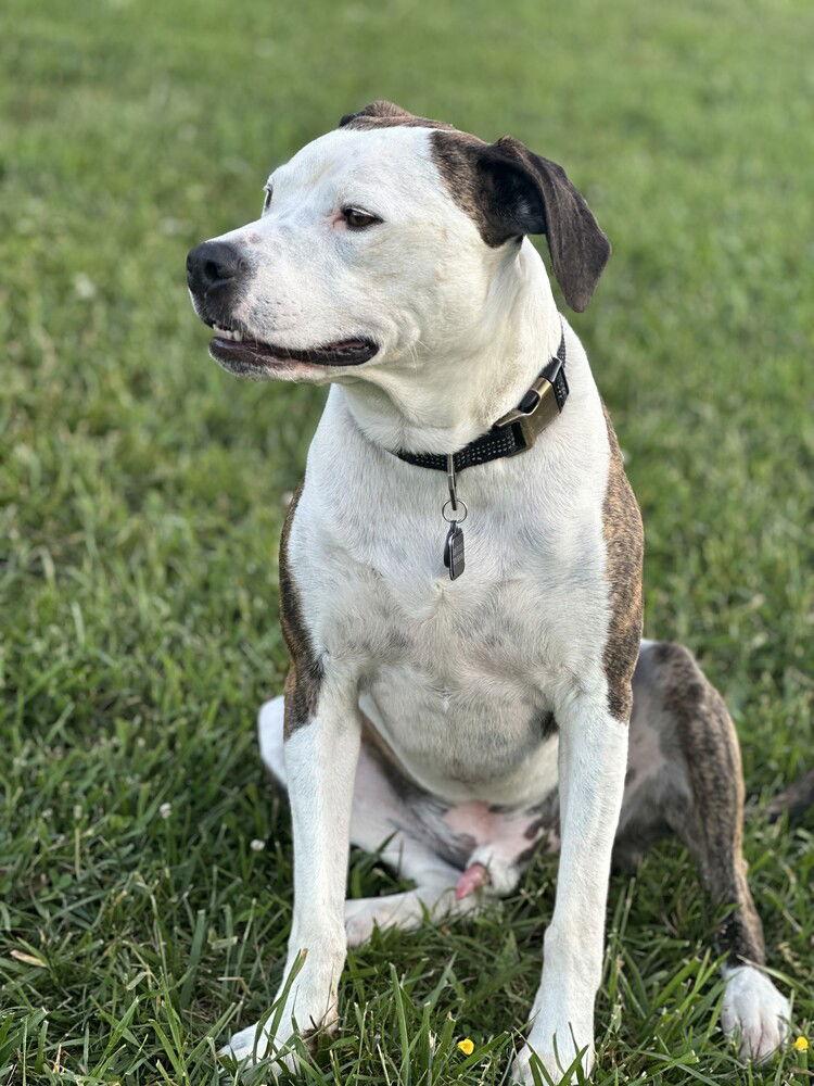 Roman, a Adoptable Mixed Breed in Candler, NC image 1/3