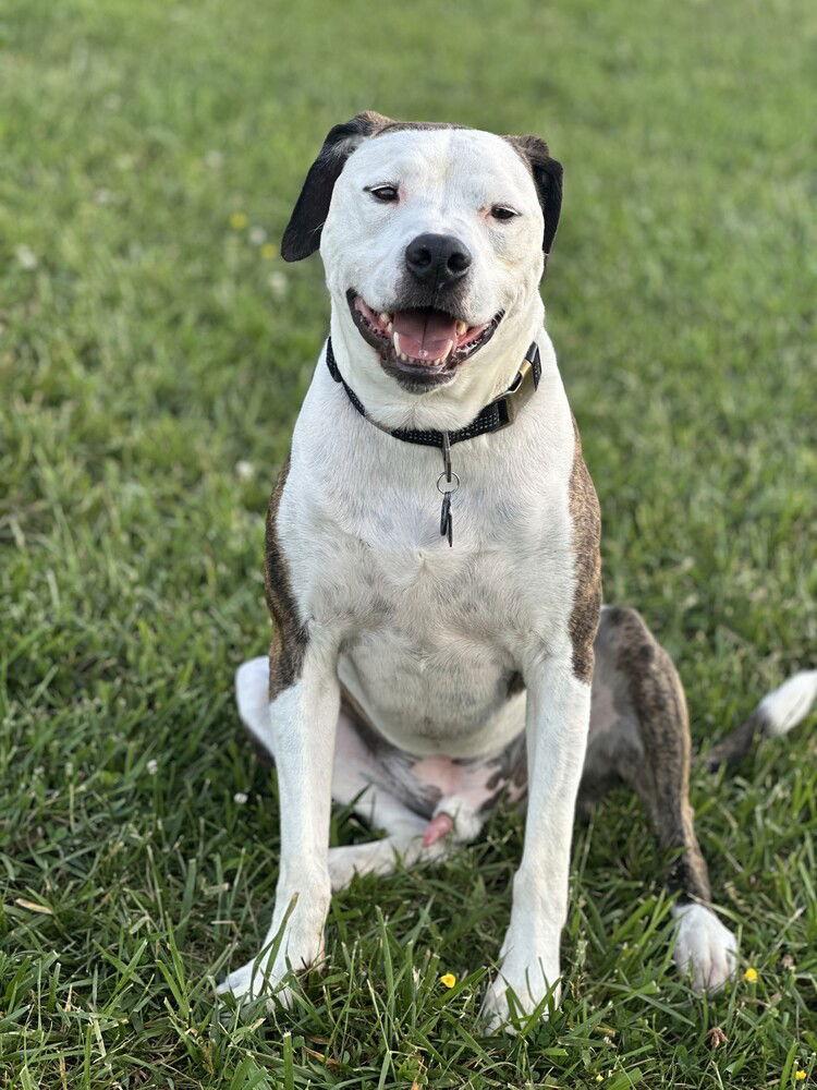 Roman, a Adoptable Mixed Breed in Candler, NC image 2/3
