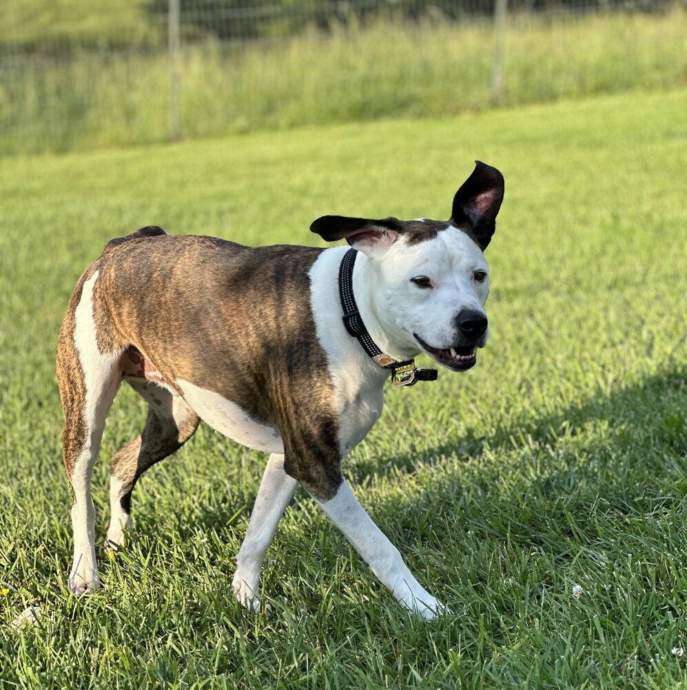 Roman, a Adoptable Mixed Breed in Candler, NC image 3/3