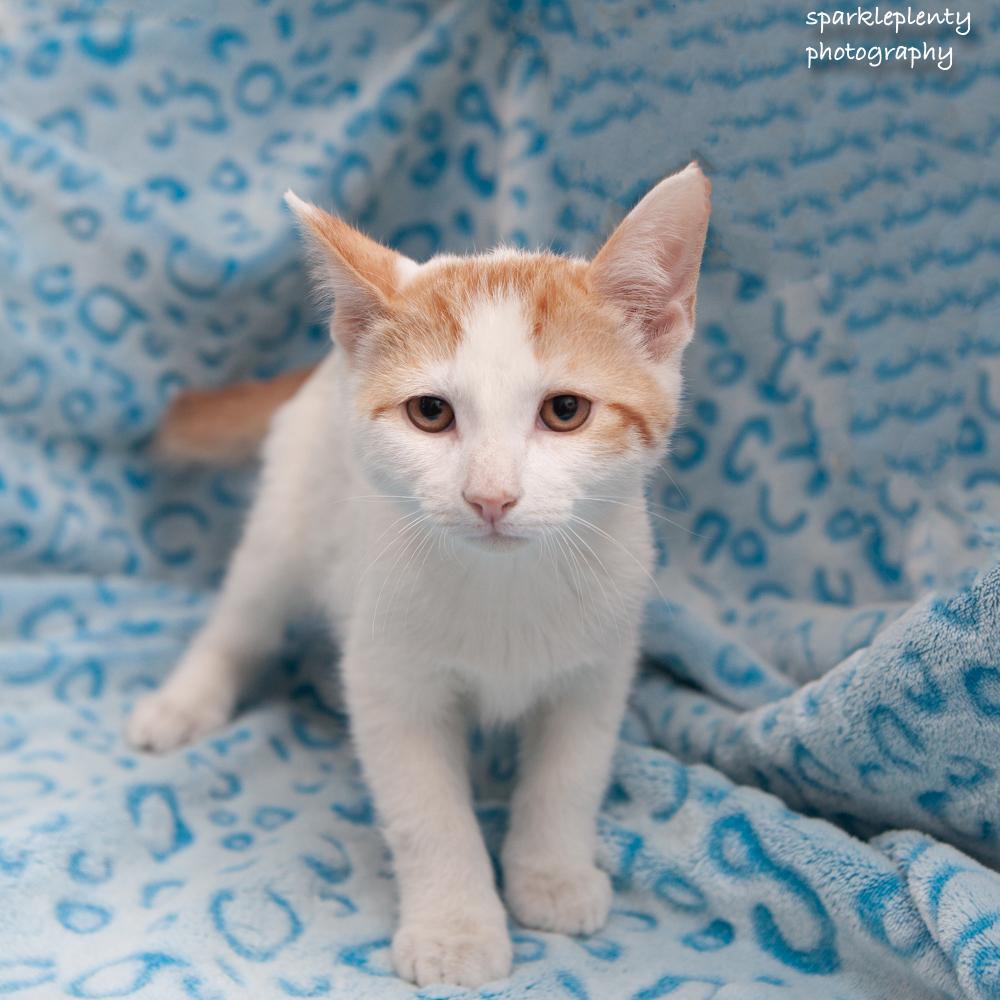 Camilo, Adoptable, Kitten Male Domestic Short Hair.