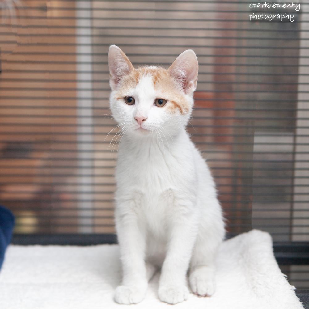 Enlarge Camilo, a Adoptable Domestic Short Hair in Ridgefield, CT image 2/2