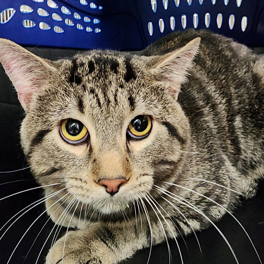 Enlarge Lucy, a Adoptable Domestic Short Hair in Manhattan, KS image 1/1