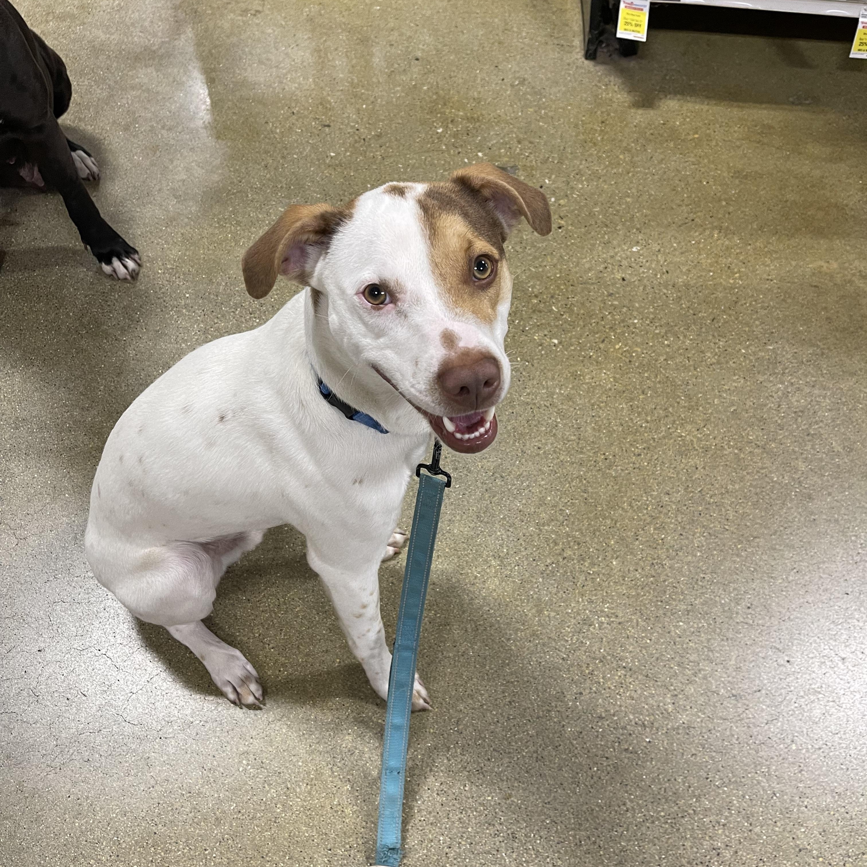 Linus, a Adoptable mixed breed in Naperville, IL image 4/5