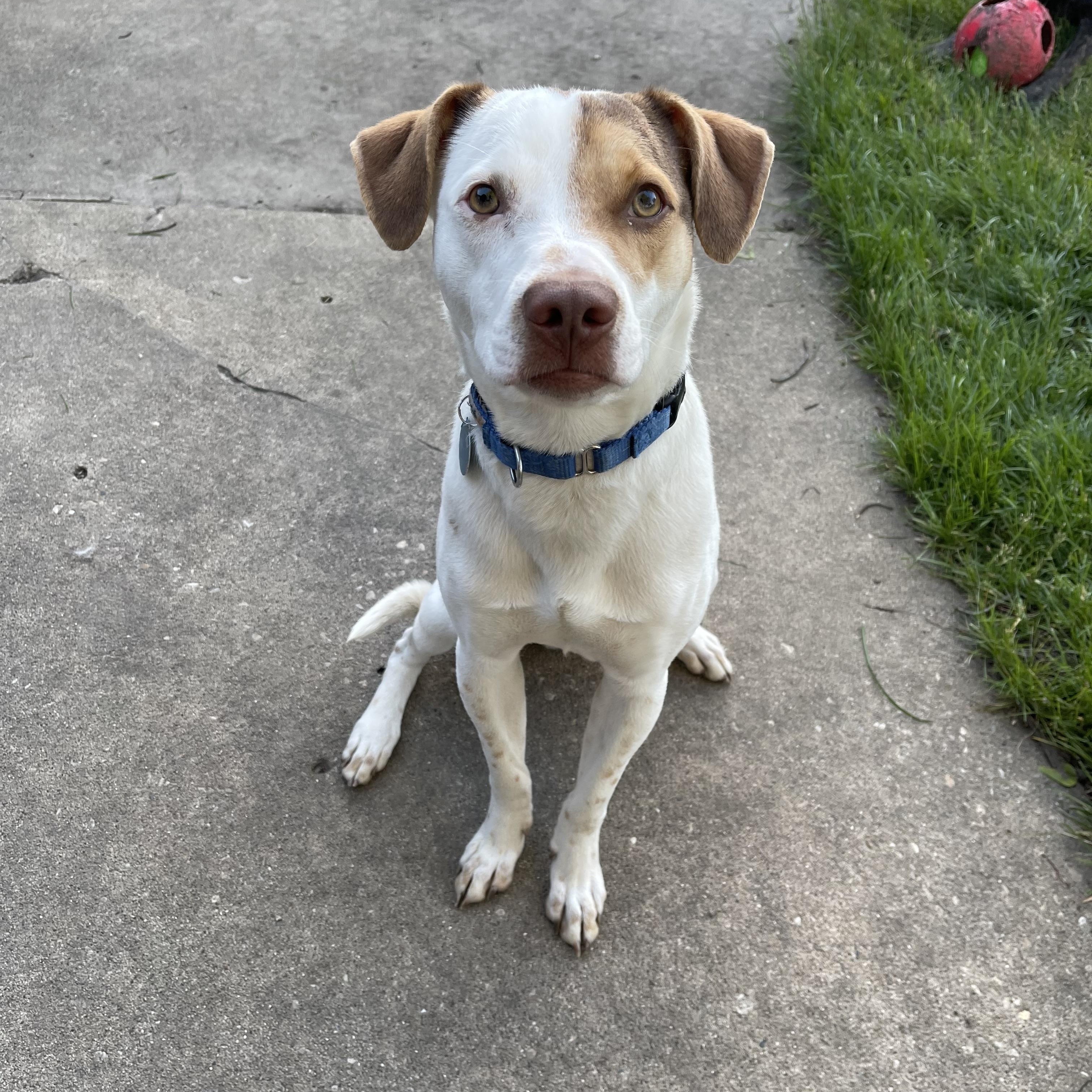 Linus, a Adoptable mixed breed in Naperville, IL image 3/5