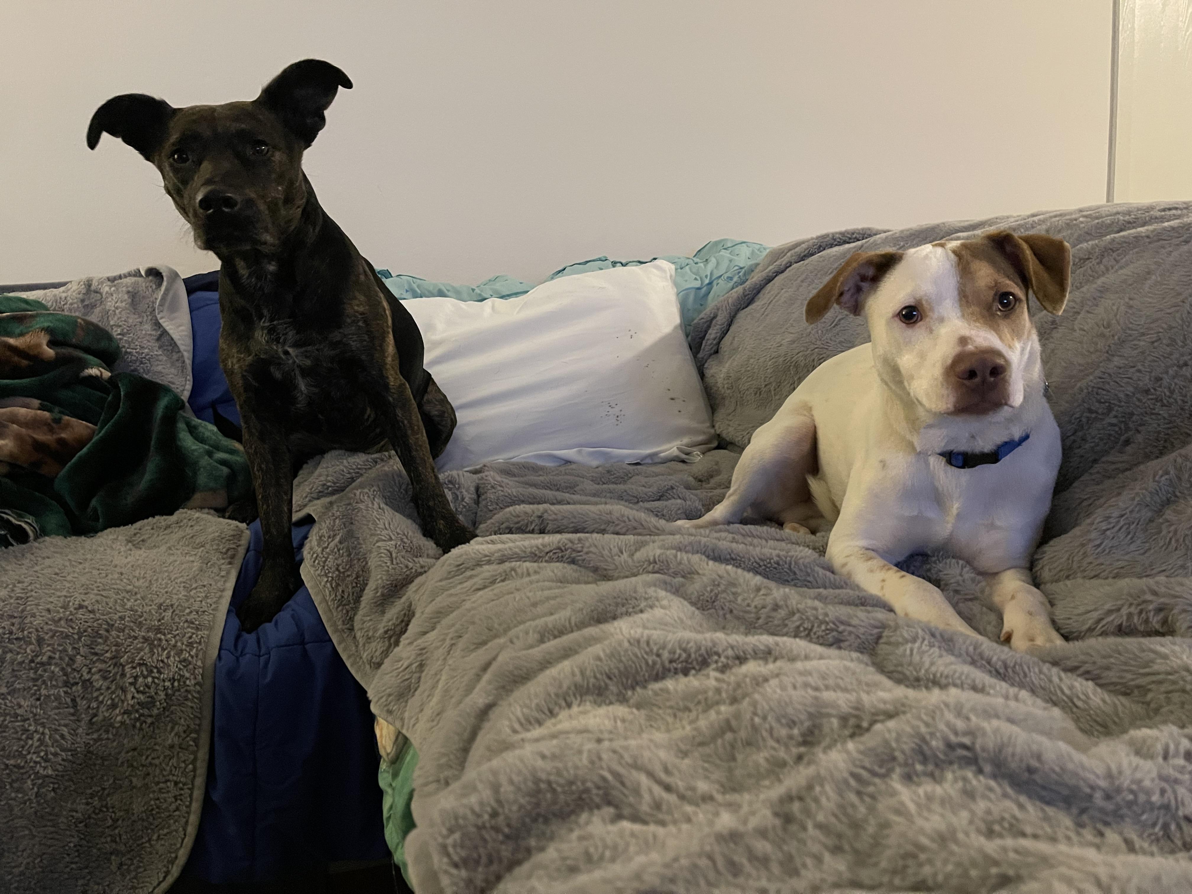 Enlarge Linus, a Adoptable mixed breed in Addison, IL image 4/4