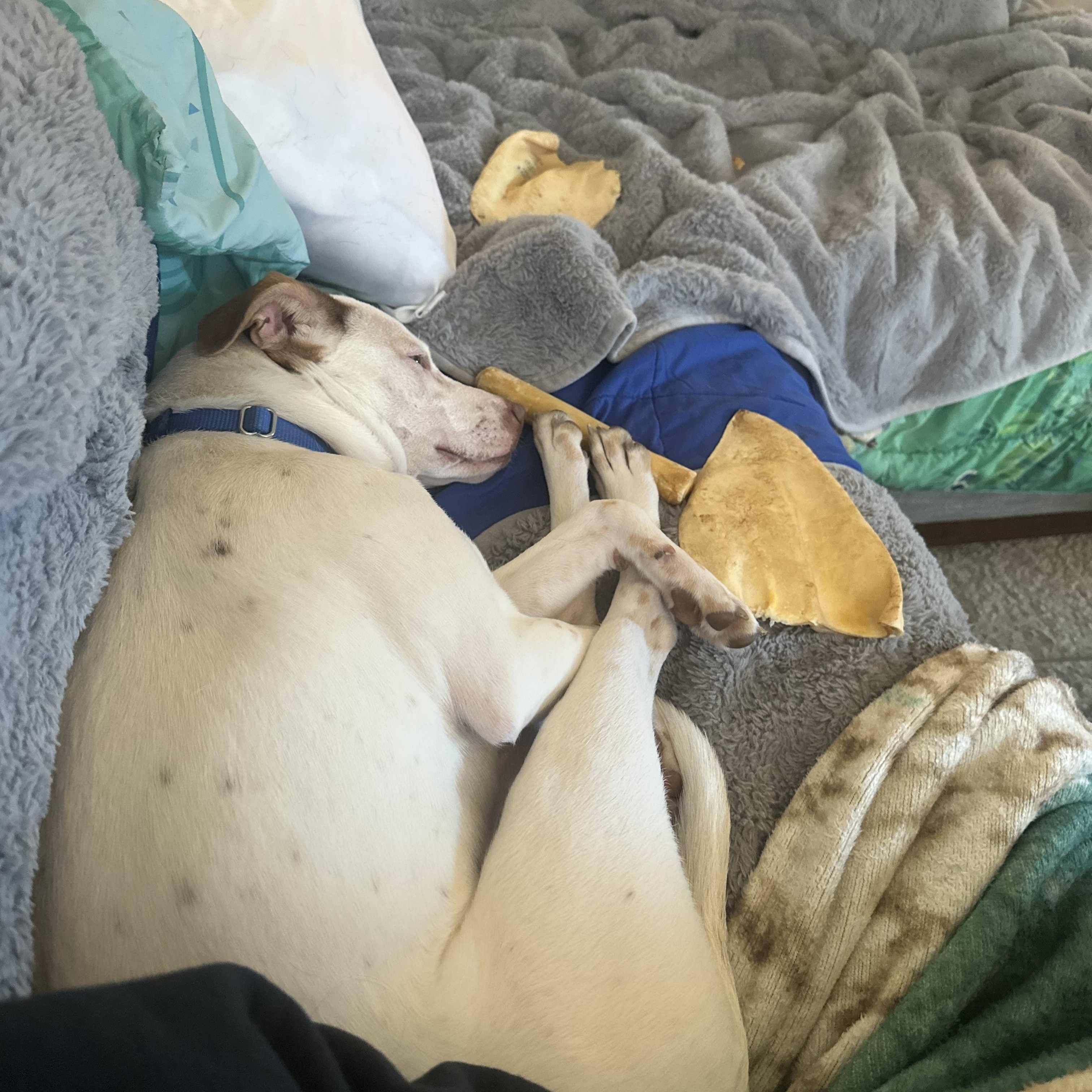 Enlarge Linus, a Adoptable mixed breed in Addison, IL image 3/4