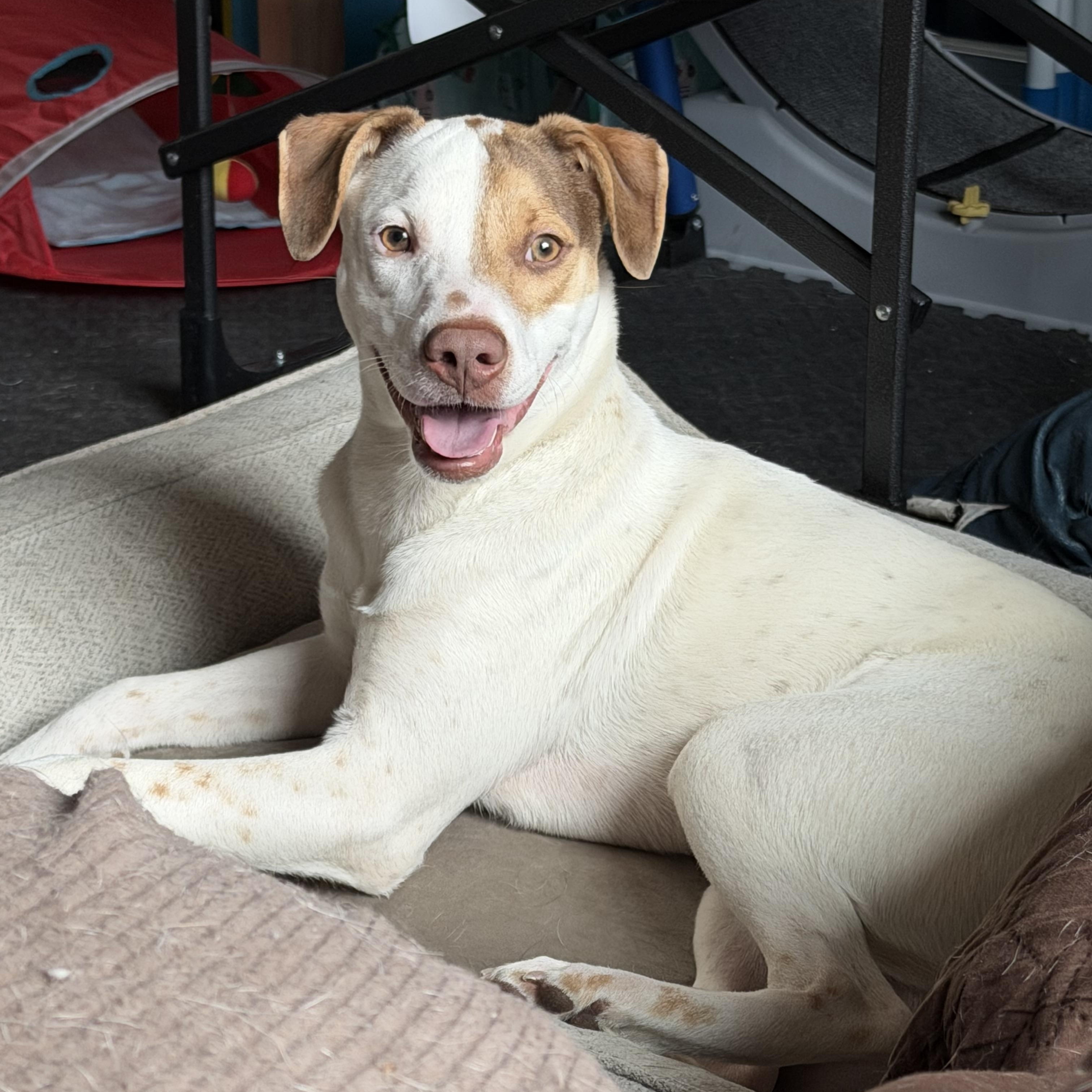 Linus, Adoptable, Young Male Labrador Retriever.