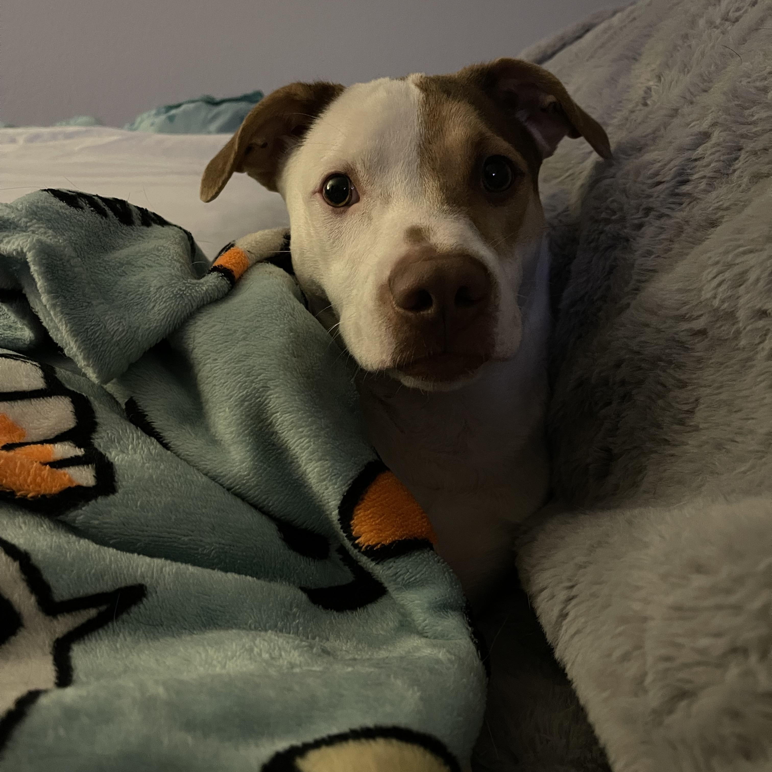 Enlarge Linus, a Adoptable mixed breed in Addison, IL image 2/4