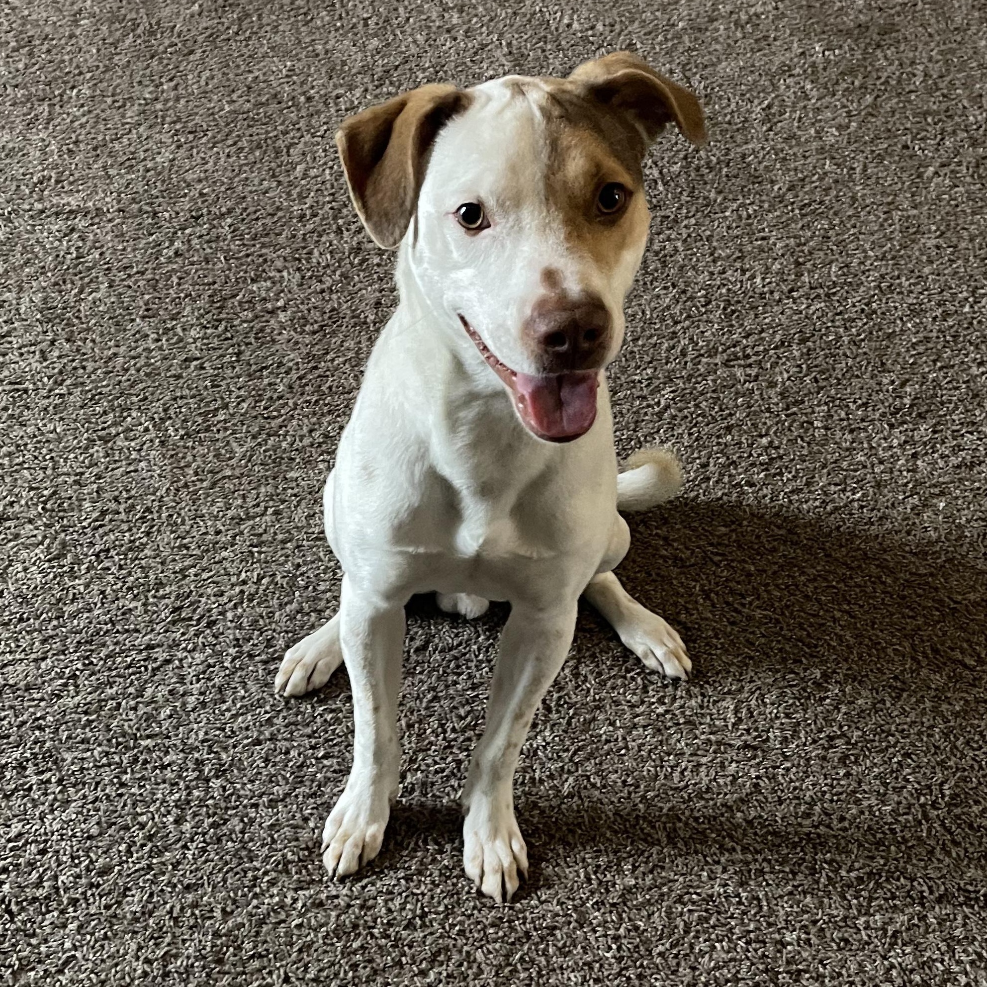 Enlarge Linus, a Adoptable mixed breed in Naperville, IL image 1/4