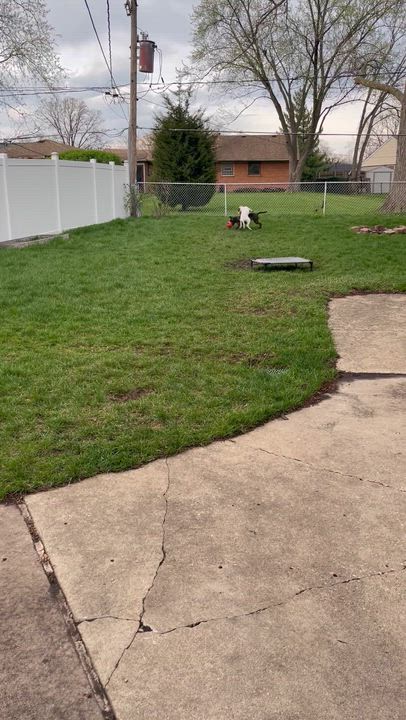 Enlarge Linus, a Adoptable mixed breed in Naperville, IL video 5/5