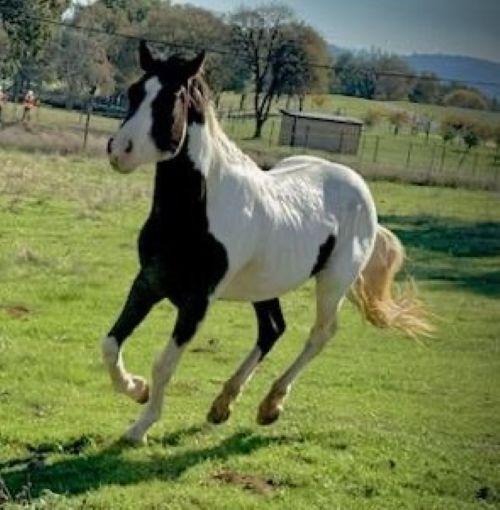 Enlarge Luther - Non-Riding Companion, a ADOPTABLE Paint / Pinto in Pilot Hill, CA image 1/1