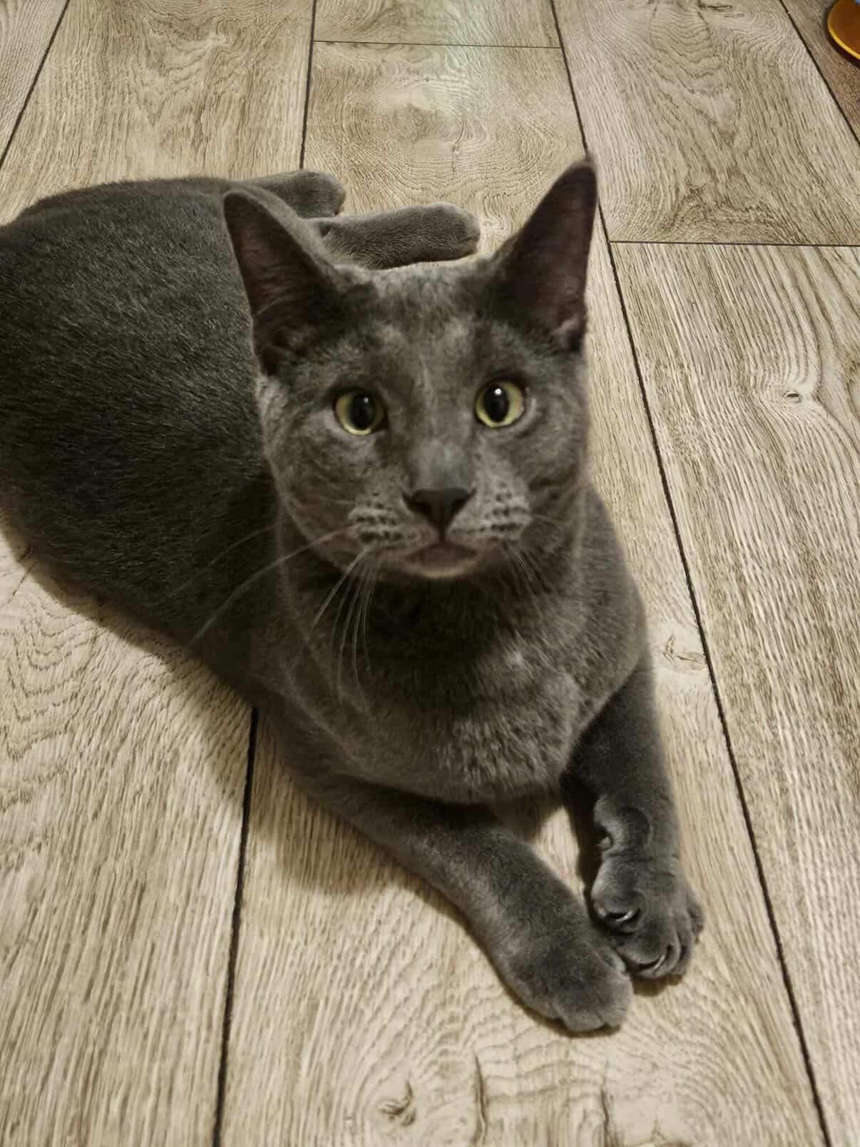 Enlarge Meatball Sub, a ADOPTABLE Domestic Short Hair in Red Hook, NY image 6/6