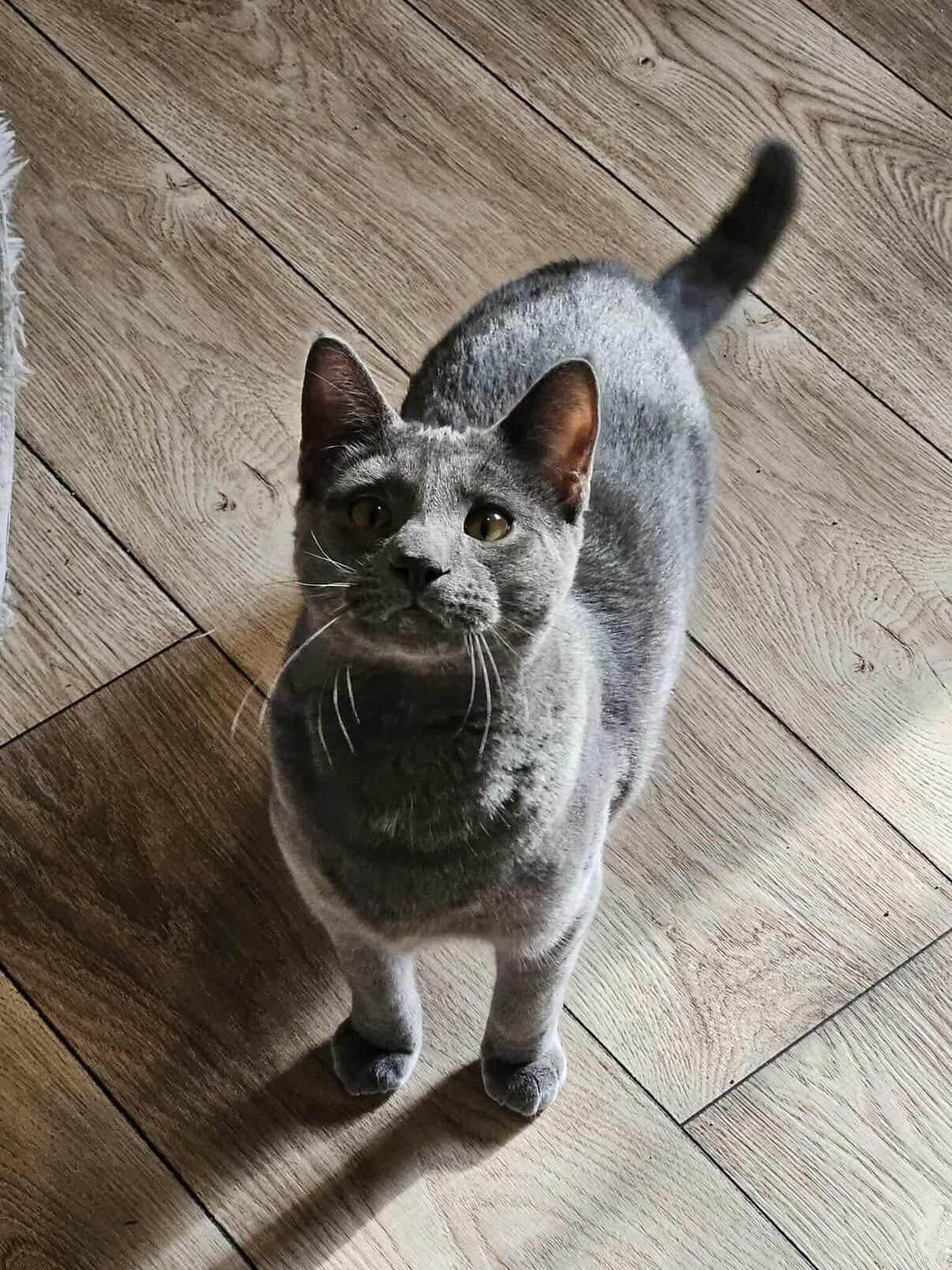 Enlarge Meatball Sub, a ADOPTABLE Domestic Short Hair in Red Hook, NY image 3/6