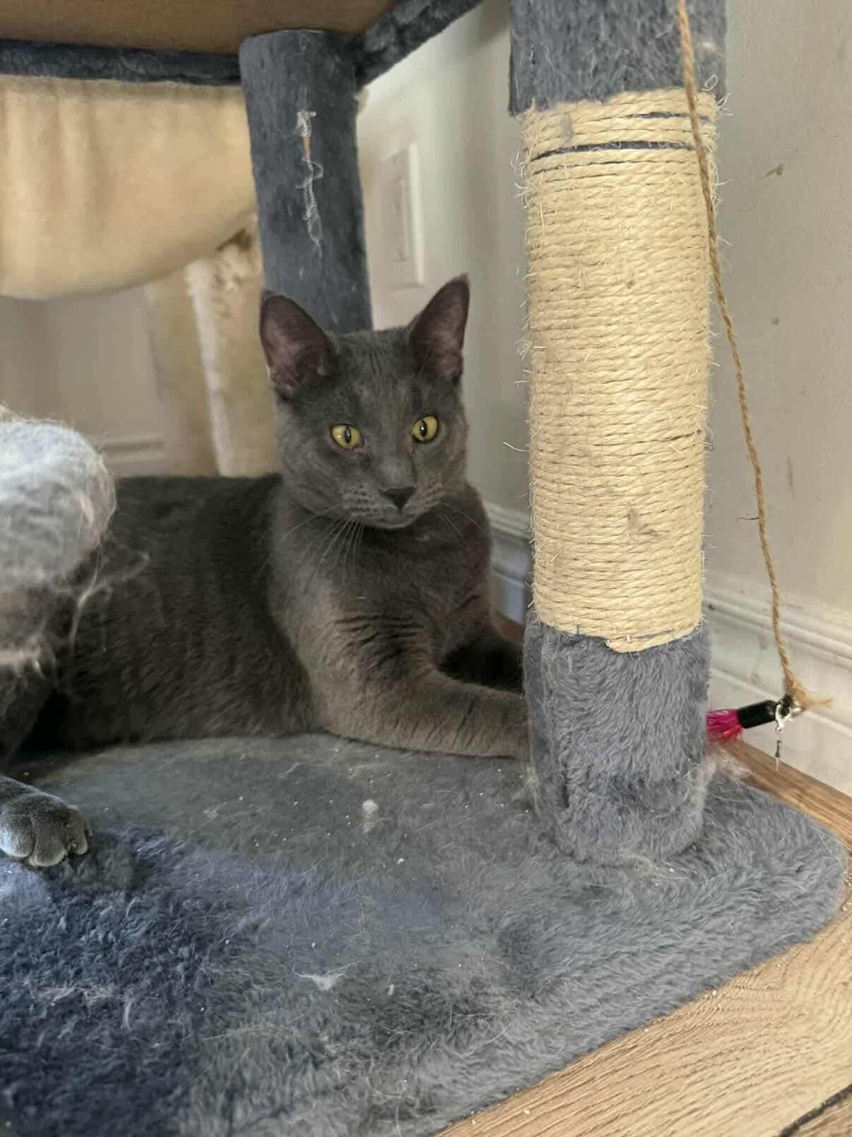 Enlarge Meatball Sub, a ADOPTABLE Domestic Short Hair in Red Hook, NY image 5/6