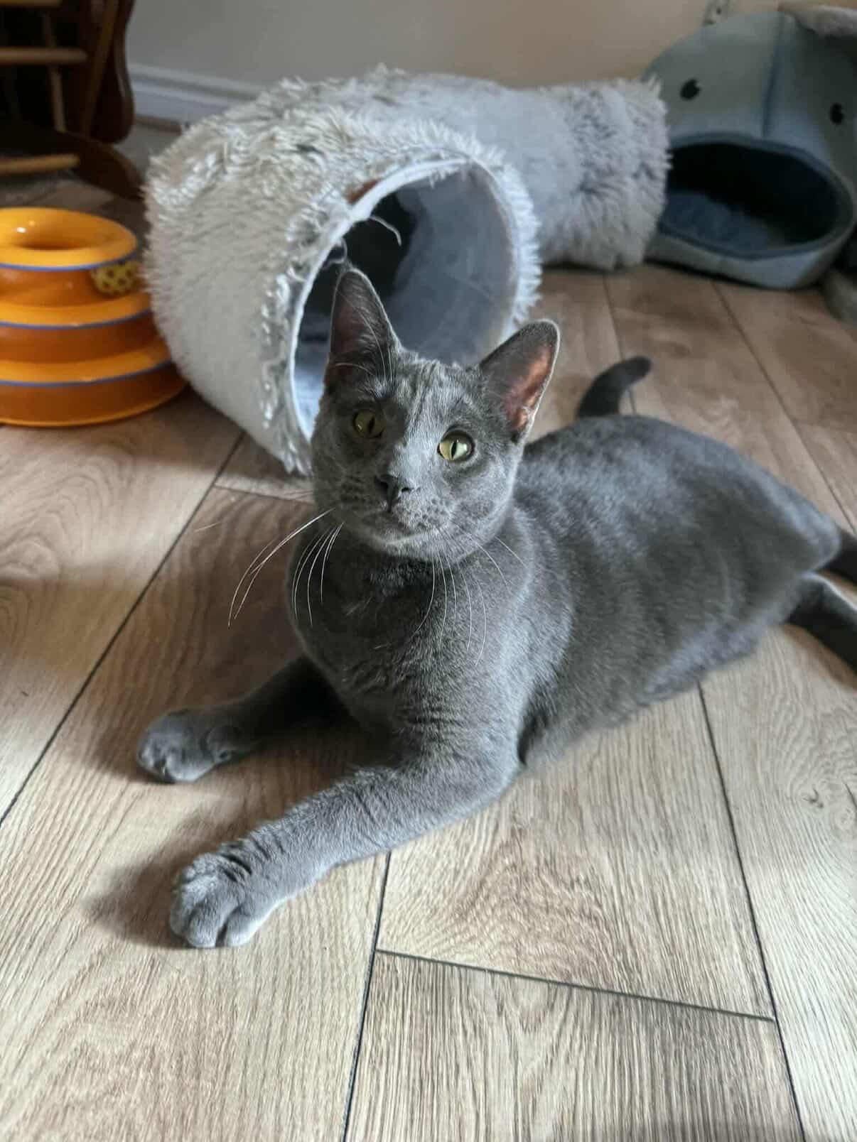 Enlarge Meatball Sub, a ADOPTABLE Domestic Short Hair in Red Hook, NY image 4/6