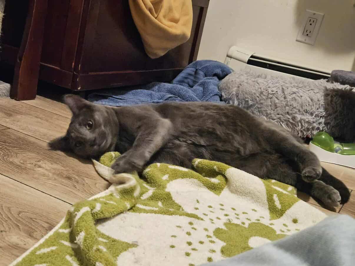 Enlarge Meatball Sub, a ADOPTABLE Domestic Short Hair in Red Hook, NY image 2/6