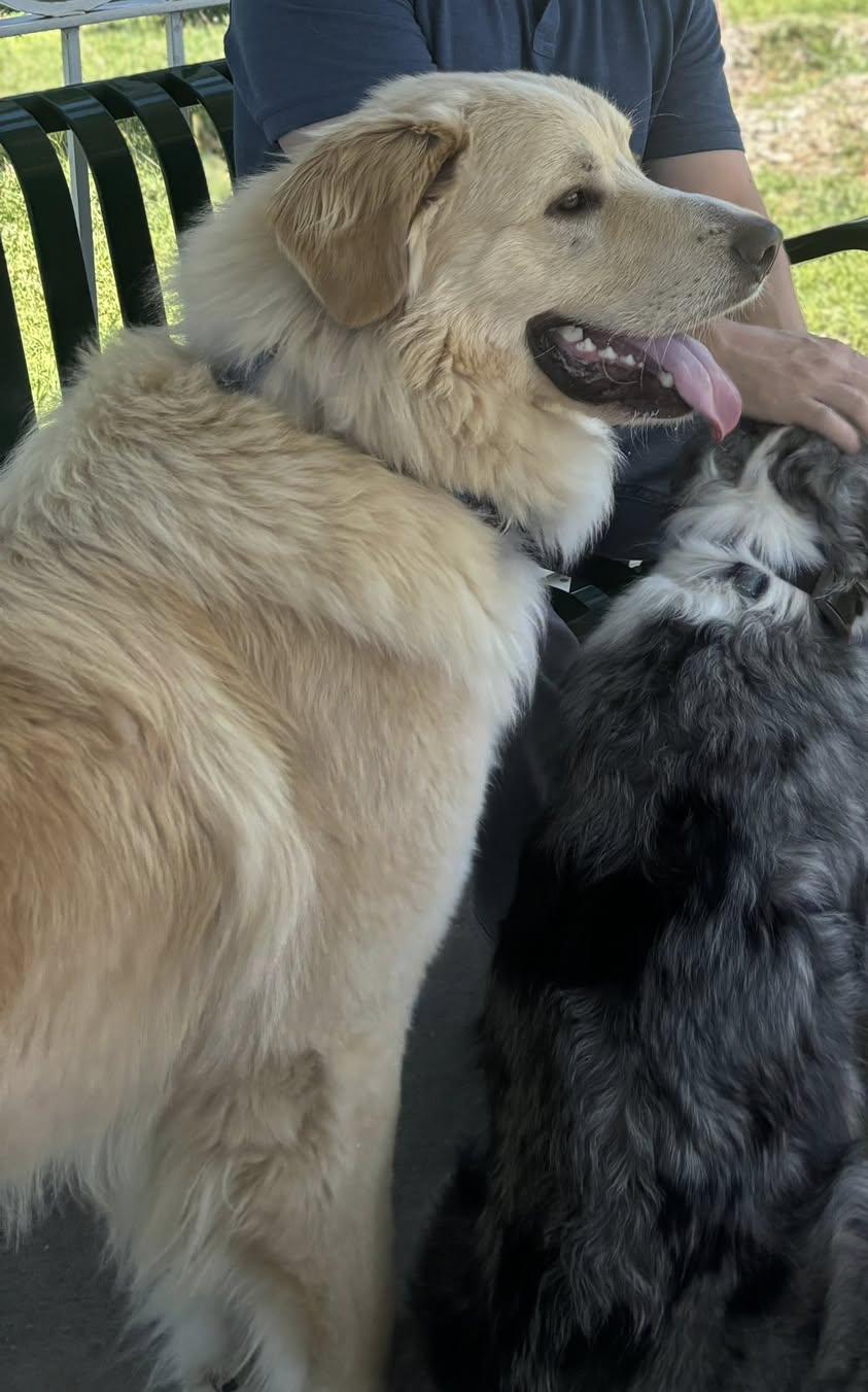 Thor, Adoptable, Adult Male Great Pyrenees.