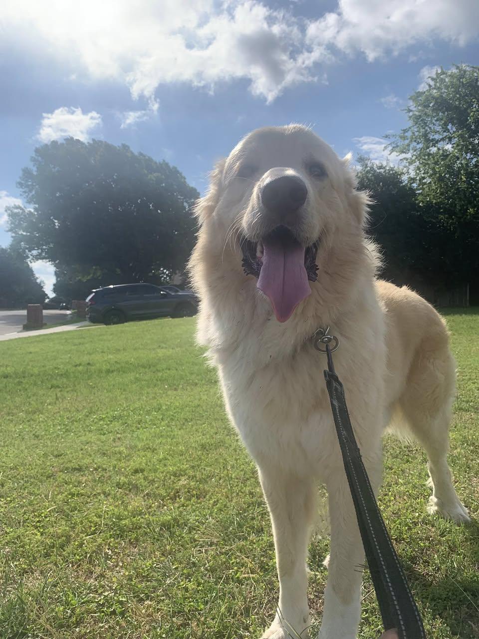 Enlarge Thor, a Adoptable Great Pyrenees in Garland, TX image 2/3