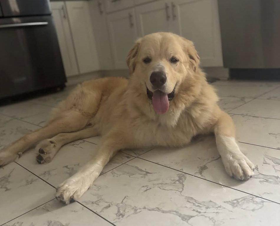 Enlarge Thor, a Adoptable Great Pyrenees in Garland, TX image 3/3