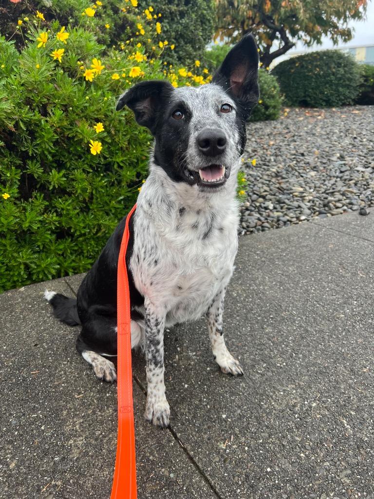 Enlarge Blue, a Adoptable Cattle Dog in Brookings, OR image 2/6
