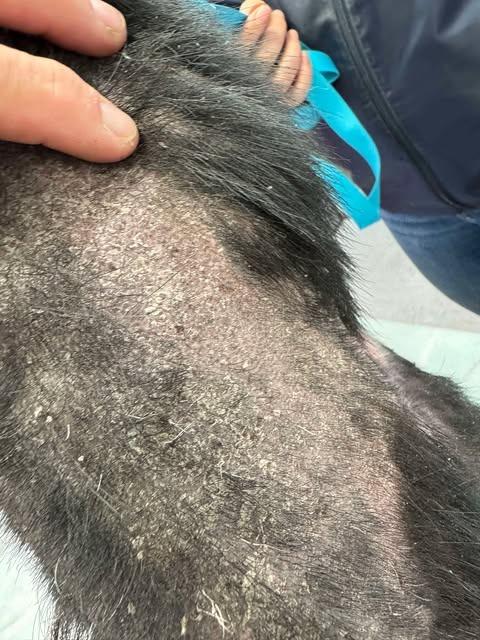 Blue, Adoptable, Adult Male Cattle Dog.