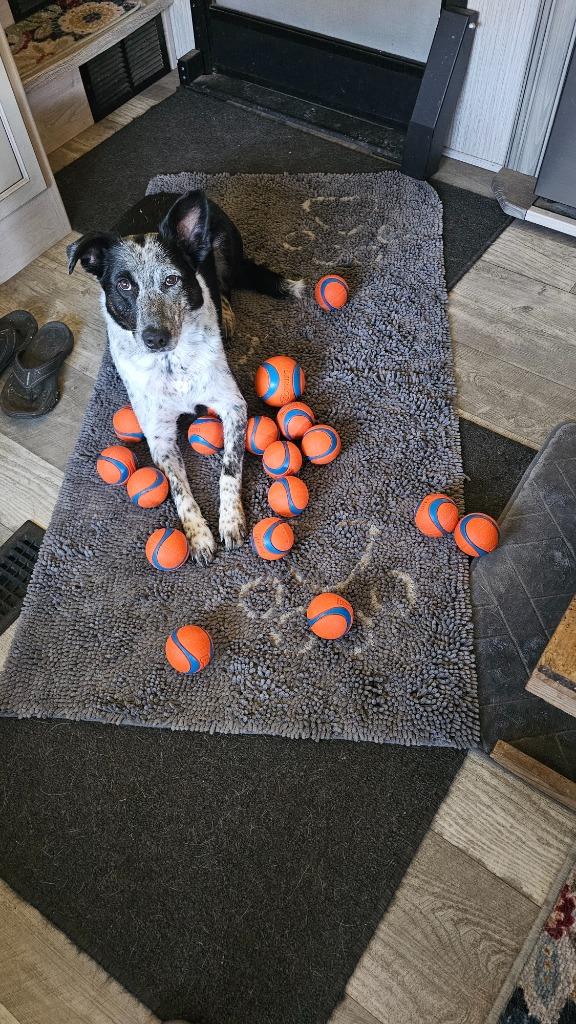 Enlarge Blue, a Adoptable Cattle Dog in Brookings, OR image 4/6