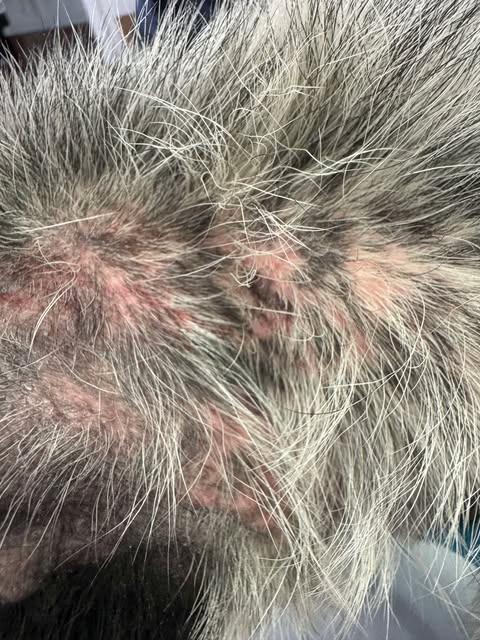 Enlarge Blue, a Adoptable Cattle Dog in Brookings, OR image 4/6