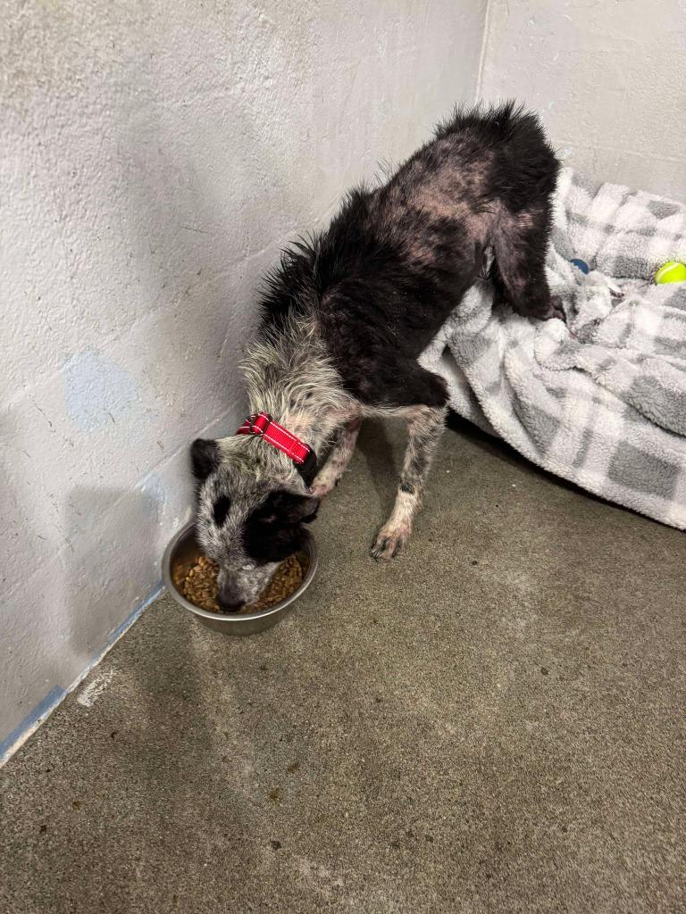 Enlarge Blue, a Adoptable Cattle Dog in Brookings, OR image 6/6