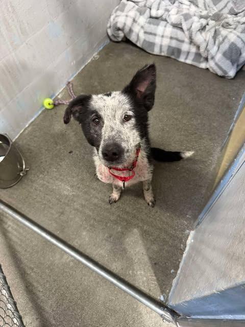 Enlarge Blue, a Adoptable Cattle Dog in Brookings, OR image 6/6