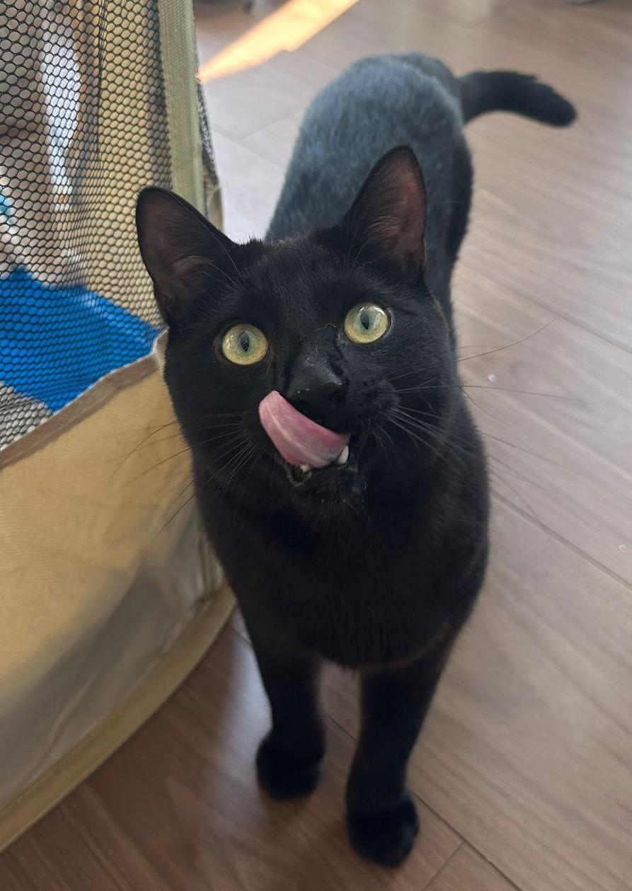Little Boy, a ADOPTABLE Domestic Short Hair in Scarborough, ON image 2/3